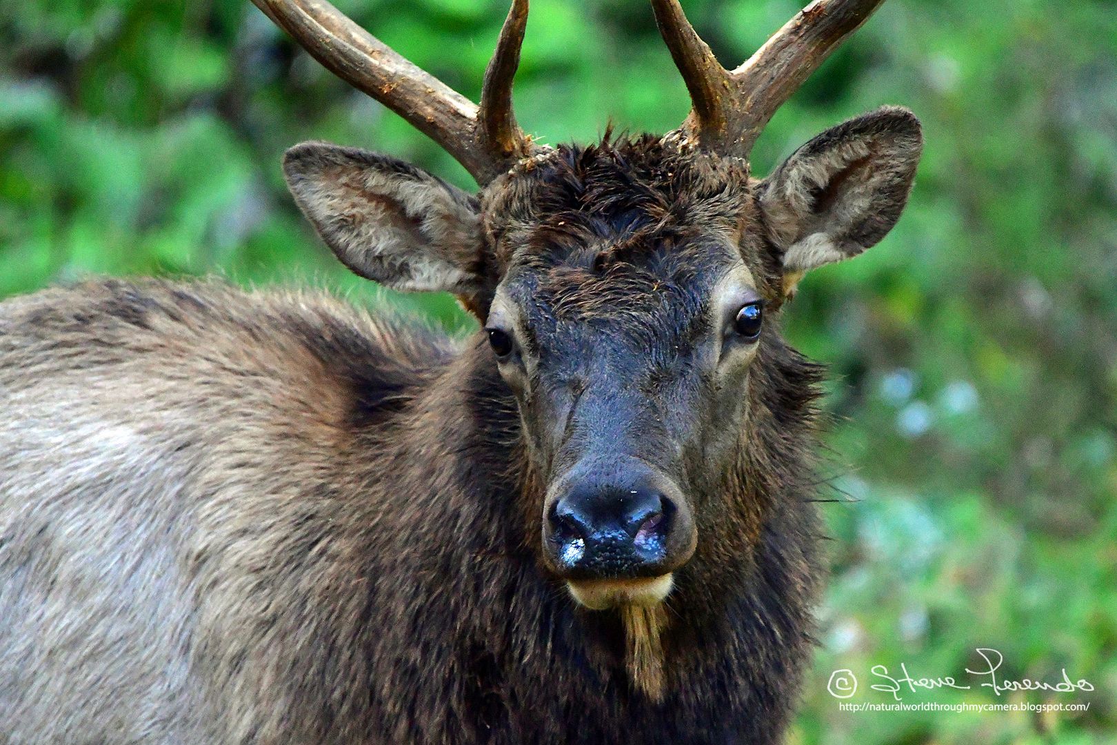 "Natural World" Through My Camera Wild Elk in the Wilds of Pennsylvania